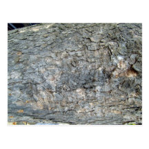 Textura de la corteza de árbol tarjetas postales