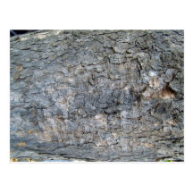 Textura de la corteza de árbol tarjetas postales