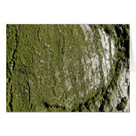 Textura de madera cubierta de musgo tarjeta