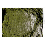 Textura de madera del musgo tarjetón