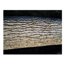 Textura del tronco de árbol tarjetas postales