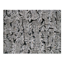 Textura gris de la corteza postales