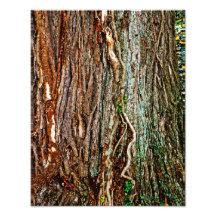 Textura hermosa de la corteza de árbol impresiones fotográficas