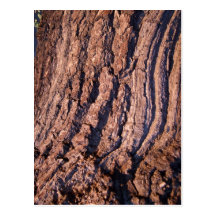 Textura natural de la corteza de árbol tarjeta postal
