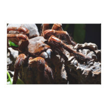 Theraphosa blondi impresión de lienzo