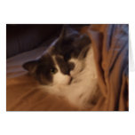 Thomas el gato tarjeton