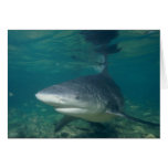 Tiburón de Bull - leucas del Carcharhinus Felicitacion
