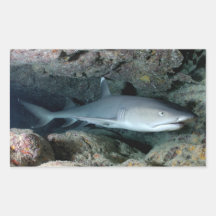 Tiburón de Silvertip Rectangular Altavoz