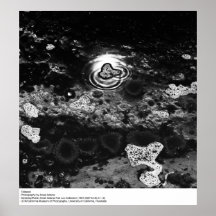 Tidepool, por Ansel Adams Posters