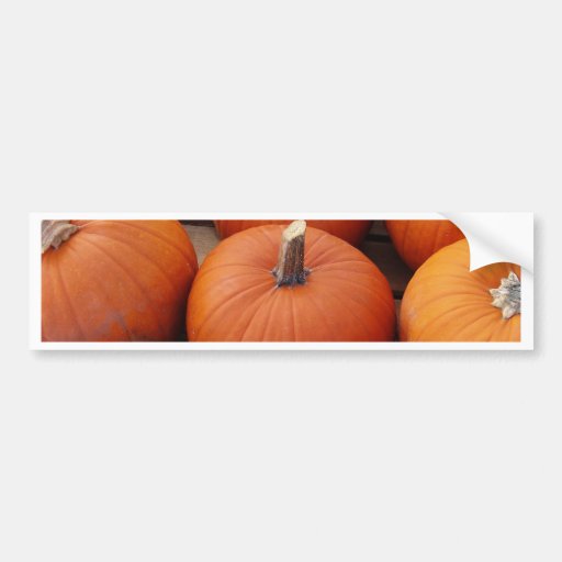 Tiempo de la calabaza etiqueta de parachoque