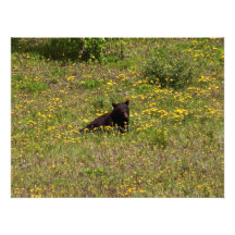 Tiempo del bocado del oso negro de BLST Fotografias