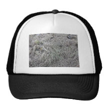 Tierra muerta larga de la hierba gorro