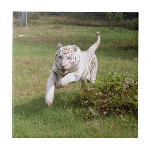 Tiger_3825e blanco tejas