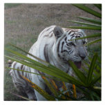 Tiger_6168e blanco tejas