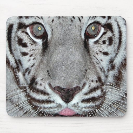 Tigre blanco alfombrillas de raton