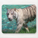 Tigre blanco contra la fotografía que camina del a alfombrillas de raton