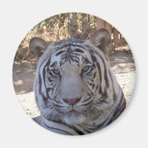 Tigre blanco imanes  
