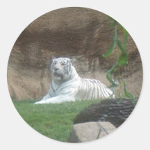 Tigre blanco que toma el sol pegatinas  