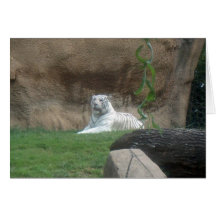 Tigre blanco que toma el sol tarjetas