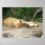 Tigre cariñoso de Sun Poster