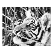 Tigre Cub en la hierba Impresion Fotografica