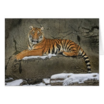 Tigre Cub escultural Tarjeton
