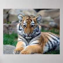 Tigre Cub grande Impresiones