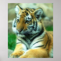Tigre Cub Impresiones