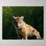Tigre Cub Poster