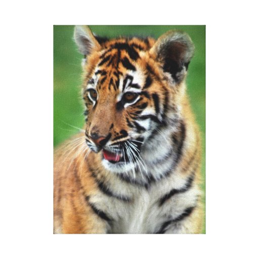 Tigre de bebé en color impresión en lienzo estirada