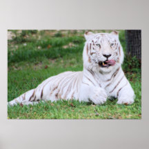 Tigre de Bengala blanco Impresiones