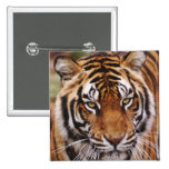 Tigre de Bengala, Panthera el Tigris Pins