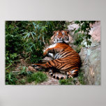 Tigre de Bengala Poster