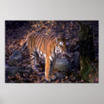 Tigre de Bengala que se coloca en el claro del bos Impresiones