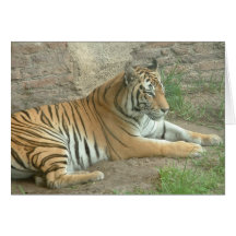 Tigre de Bengala Tarjetas