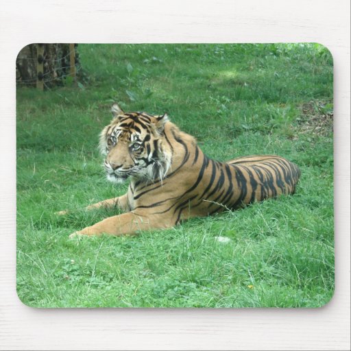Tigre de las rayas negras de la piel de Brown que 