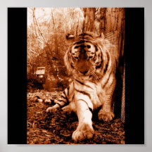 Tigre de Viena Poster