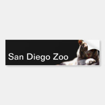 Tigre del parque zoológico de San Diego Pegatina De Parachoque