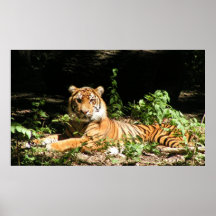 Tigre del parque zoológico poster