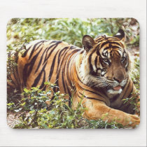 tigre del sumatran alfombrillas de raton 