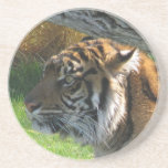 Tigre del tigre posavasos diseño