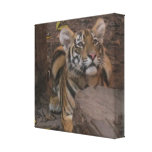 Tigre delante de una lona envuelta registro impresión de lienzo
