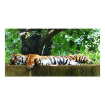 Tigre el dormir tarjeta fotografica  