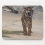 Tigre en el parque zoológico de San Antonio Tapete De Ratón