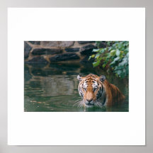 TIGRE EN LA IMPRESIÓN DEL AGUA POSTERS