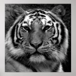Tigre en negro y blanco posters