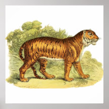 TIGRE EN SELVA POSTER