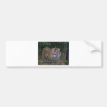 Tigre Etiqueta De Parachoque