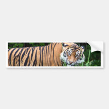 Tigre Etiqueta De Parachoque