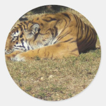 Tigre Etiqueta Redonda